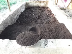 বিষমুক্ত ফসল উৎপাদনে জৈব সারেই ভরসা