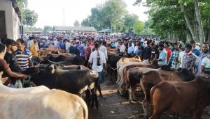 জমে উঠেছে পশুর হাট