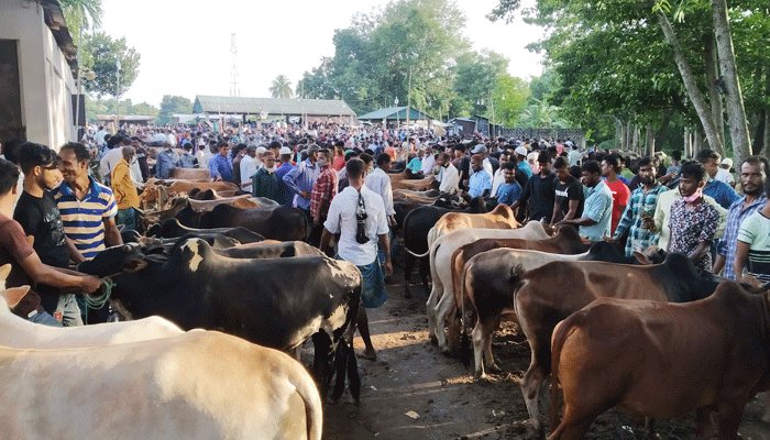 জমে উঠেছে পশুর হাট