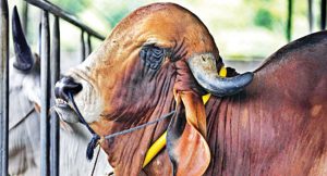 পশুকে মোটাতাজাকরণ ওষুধ প্রয়োগ প্রমাণ পেলেই ব্যবস্থা