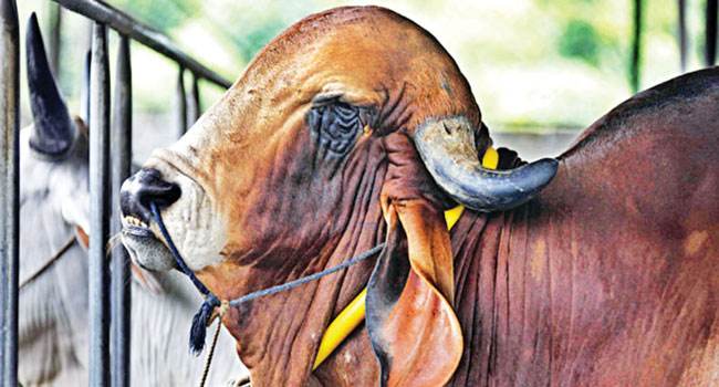 পশুকে মোটাতাজাকরণ ওষুধ প্রয়োগ প্রমাণ পেলেই ব্যবস্থা