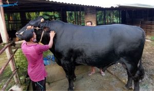 সম্রাটকে দেখতে ভিড়