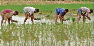 আমন চাষে ব্যস্ত চাষি