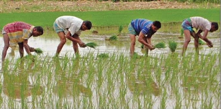 আমন চাষে ব্যস্ত চাষি