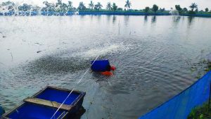 অক্সিজেন সংকটে বিপর্যয়ে চিংড়ি চাষ