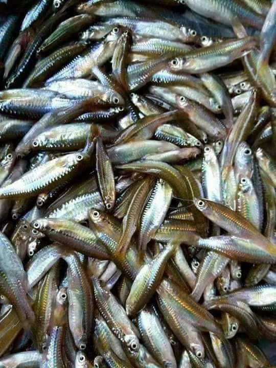 ফাঁদে বিলুপ্ত দেশি মাছ