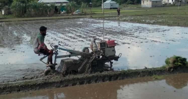 খরচের দুশ্চিন্তায় আমনচাষিরা