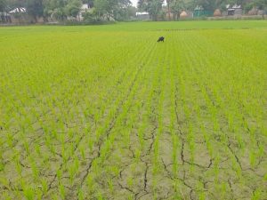 খরায় চৌচির ফসলের মাঠ