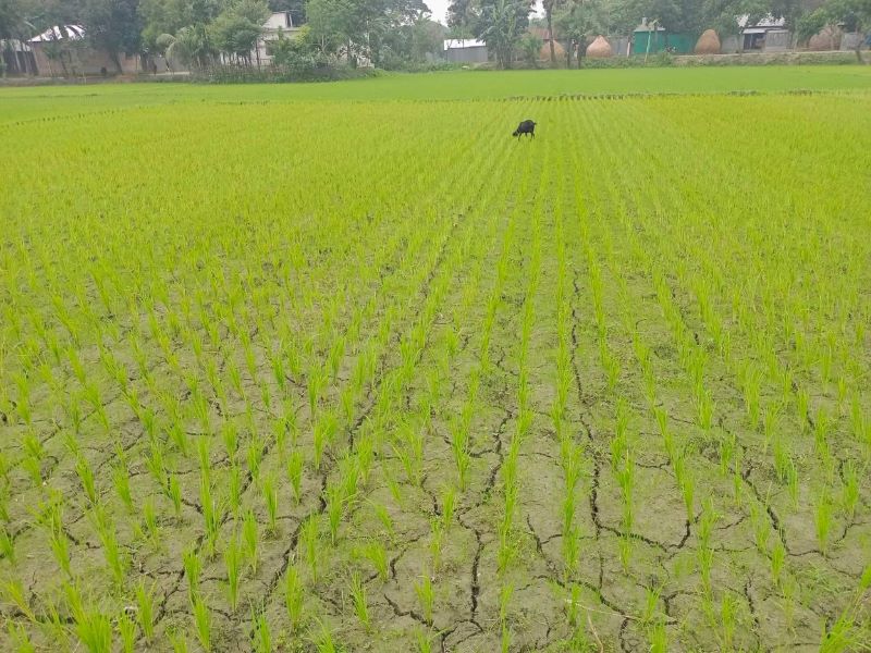 খরায় চৌচির ফসলের মাঠ