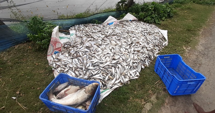 পুকুরে অক্সিজেন সংকট