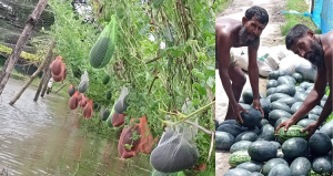 বেবি তরমুজে বেশি লাভg