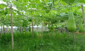 ভাগ্যবদলের স্বপ্ন লাউয়ে