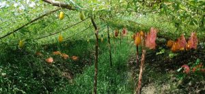 রাঙ্গা তরমুজের ফলন বেশি