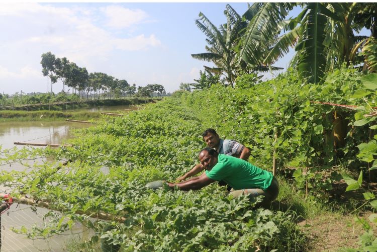সম্ভাবনাময় অফসিজন তরমুজ