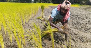 পানিশূন্য মাঠে হাহাকার