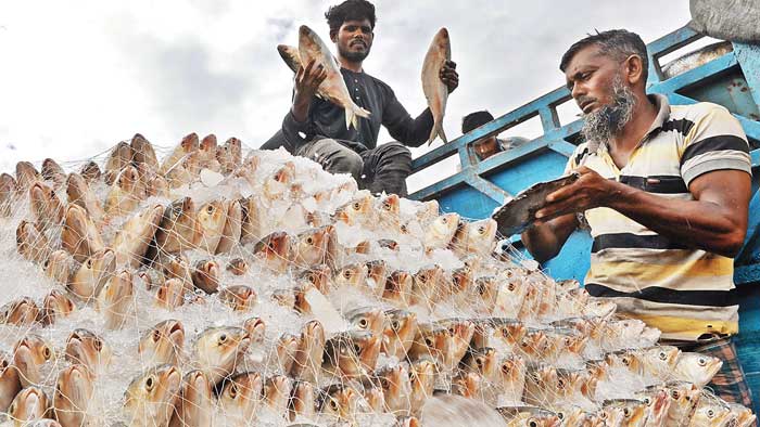 ভারতে যাচ্ছে আড়াই হাজার টন ইলিশ