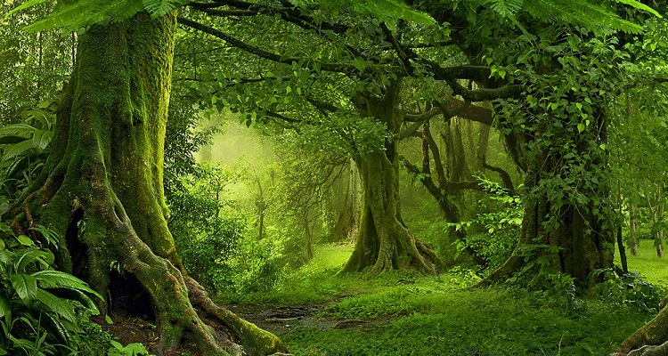 মায়াময় উপাখ্যান আরণ্যক