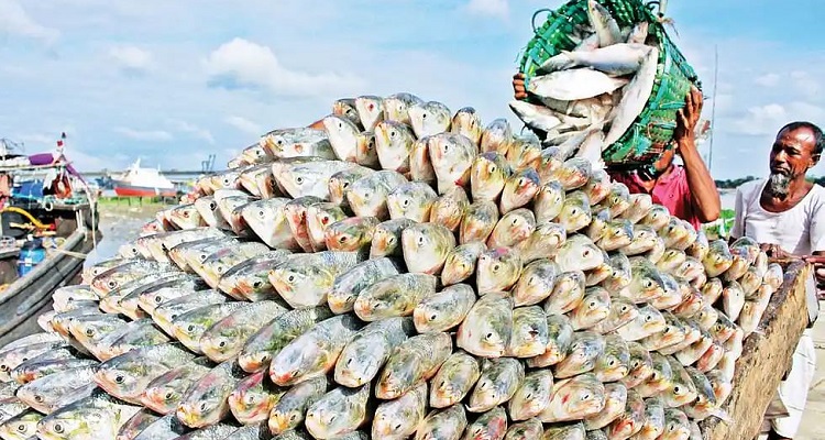 ইলিশে ২২ দিনের নিষেধাজ্ঞা শুরু কাল থেকে