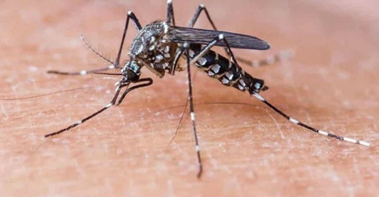 একদিনে রেকর্ড ৮৫৫ ডেঙ্গু রোগী শনাক্ত, মৃত্যু ৫