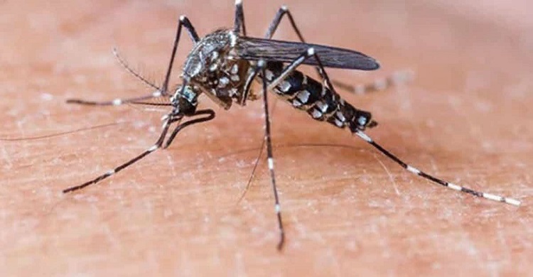 নতুনকরে ৬২৪ ডেঙ্গু আক্রান্ত, মৃত্যু ২