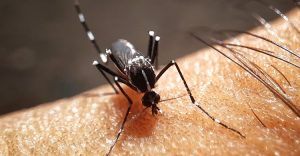 ডেঙ্গু ৩ মৃত্যুর দিনে হাসপাতালে ভর্তি ৫১৫