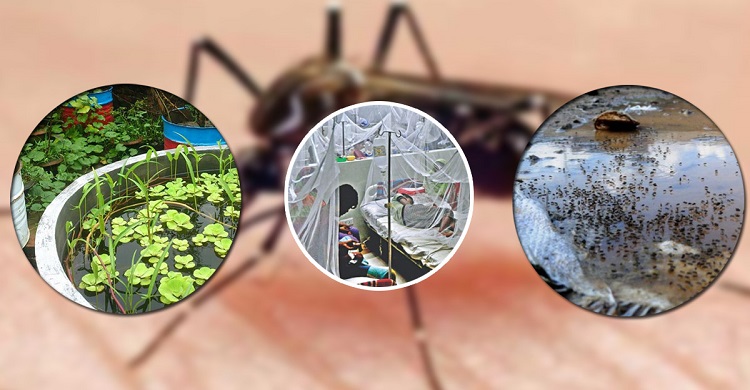 ডেঙ্গুতে এক দিনে সর্বোচ্চ মৃত্যুর রেকর্ড