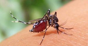 ডেঙ্গুতে এক বছরে সর্বোচ্চ ১৮২ জনের মৃত্যুর রেকর্ড