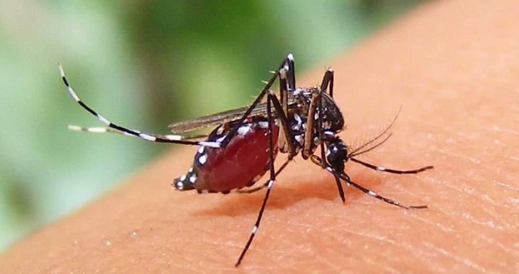 ডেঙ্গুতে এক বছরে সর্বোচ্চ ১৮২ জনের মৃত্যুর রেকর্ড