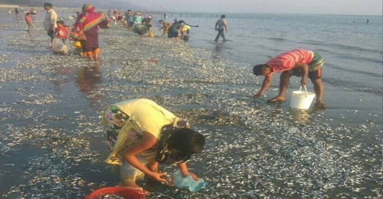 সমুদ্র সৈকতে ভেসে আসছে ঝাঁকে ঝাঁকে মাছ