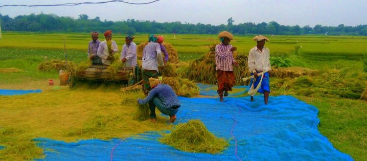 আমন চাষ-ফলনে রেকর্ড