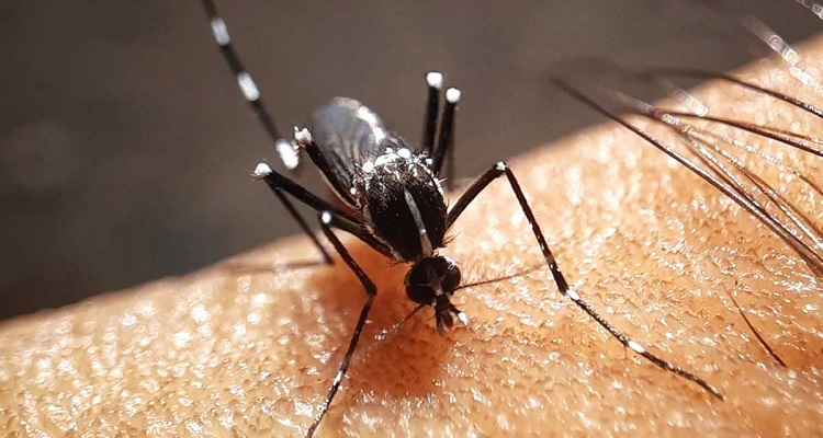 ডেঙ্গুতে মৃত্যুশূন্য দিনে হাসপাতালে ভর্তি ১১৩