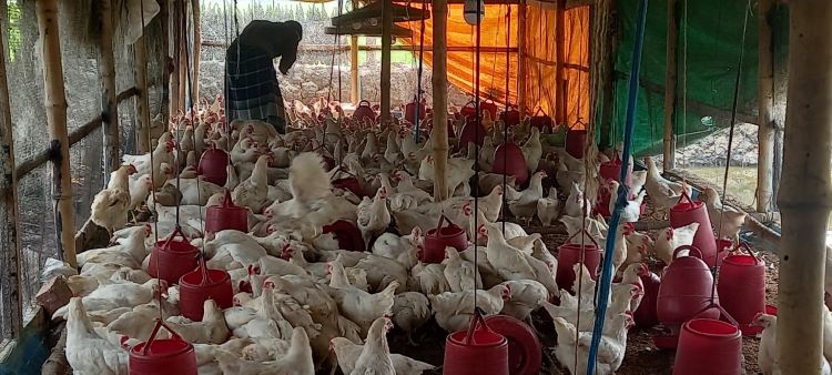 প্রোটিনে অসনি সংকেত