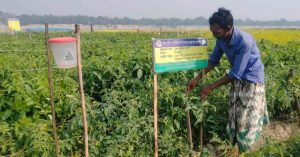 বিষমুক্ত সবজি চাষ