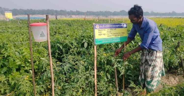 বিষমুক্ত সবজি চাষ