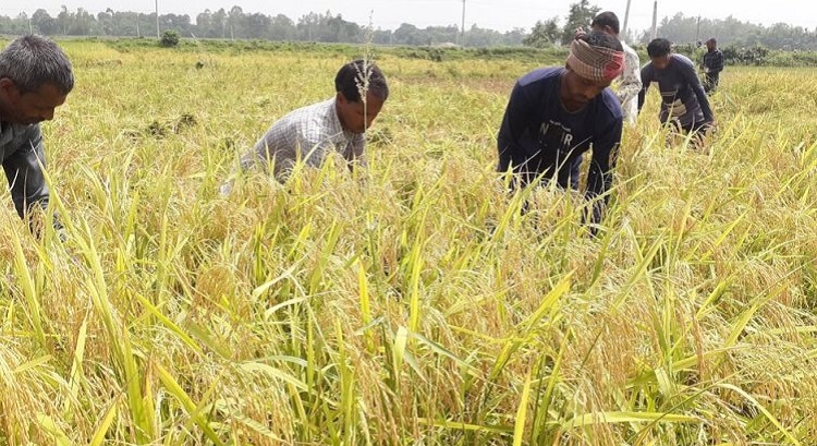 বোরো চাষীরা ১৭০ কোটি টাকা প্রণোদনা পাচ্ছেন