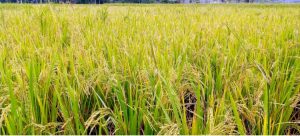 মাঠে দুলছে চাষির স্বপ্ন