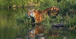 সুন্দরবনের বিভিন্ন স্পটে বসানো হচ্ছে ৬৬৫ জোড়া ক্যামেরা