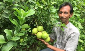 কৃষিতে প্রযুক্তির ছোঁয়ায় দেশি-বিদেশি আবাদ বাড়ছে
