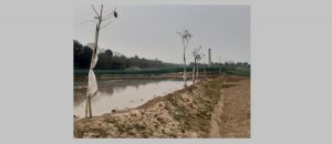 চাঁপাইনবাবগঞ্জে পাউবো’র সরকারি গাছ উঠিয়ে নেয়ার অভিযোগ