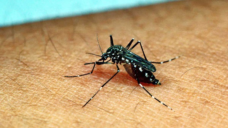 ডেঙ্গুতে এক জনের মৃত্যু, নতুন ভর্তি ১১