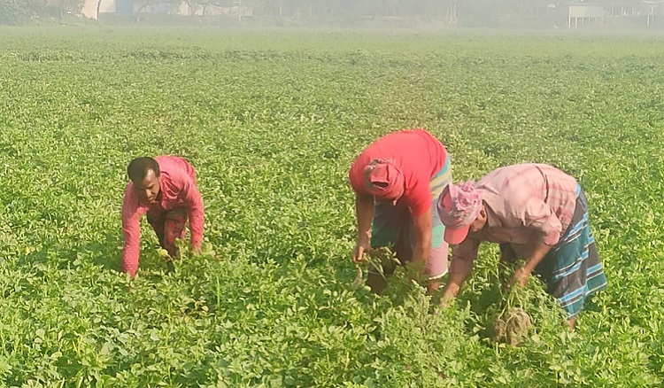 শ্রীনগরের কৃষকরা আলু চাষে লাভের স্বপ্ন দেখছেন