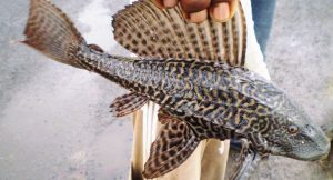 সাকার মাছ নিষিদ্ধ করে প্রজ্ঞাপন জারি