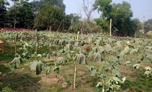 গাছের সাথে এ কেমন শত্রুতা!