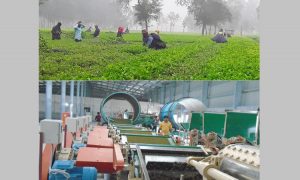 চা উৎপাদনে রেকর্ড ছাড়িয়েছে উত্তরাঞ্চল