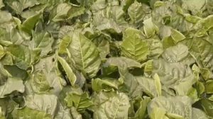 বেশি লাভের আশায় ক্ষতিকর তামাক চাষে ঝুঁকছেন কৃষকরা