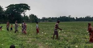 পাইকগাছার তরমুজ যাচ্ছে সারা দেশে