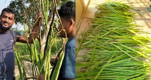 আখাউড়ায় সজনের ডাটা ফলনে খুশি কৃষক