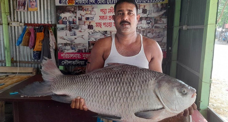 দৌলতদিয়া ঘাটে ১৬ কেজির কাতল ২০ হাজারে বিক্রি