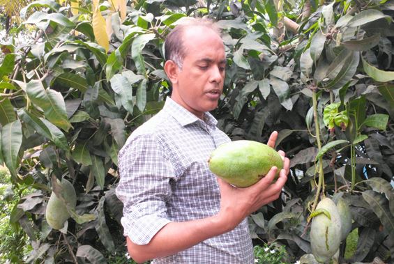 যশোরে ৫ কেজি ওজনের ব্রুনাই কিং আম