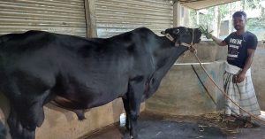 ২২ মণ ওজনের কালু মামার দাম ১০ লাখ টাকা